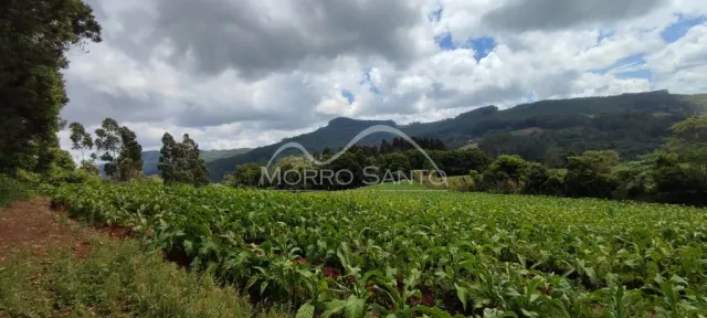 Vista de um campo de vegetação verde com colinas ao fundo.