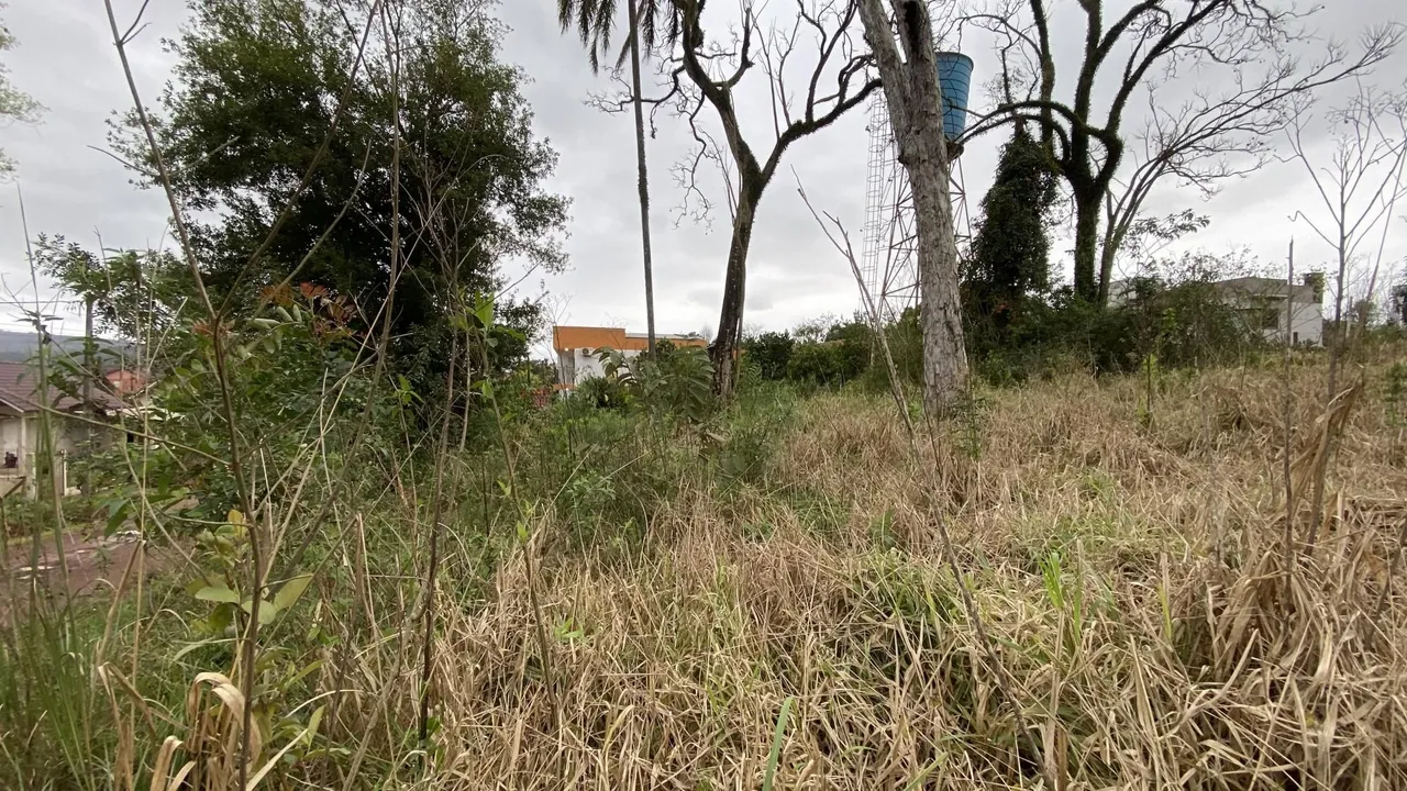 Vista de vegetação alta e grama seca em uma área externa.
