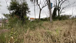 Vista de vegetação alta e grama seca em uma área externa.