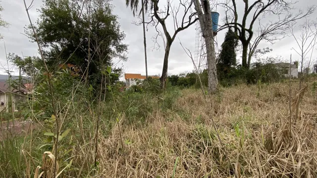 Vista de vegetação alta e grama seca em uma área externa.