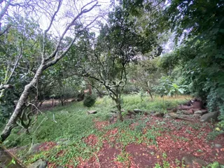 Vista externa de uma área com vegetação densa e solo no Brasil.