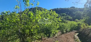 Paisagem de vegetação densa e trilha de terra em uma área montanhosa.