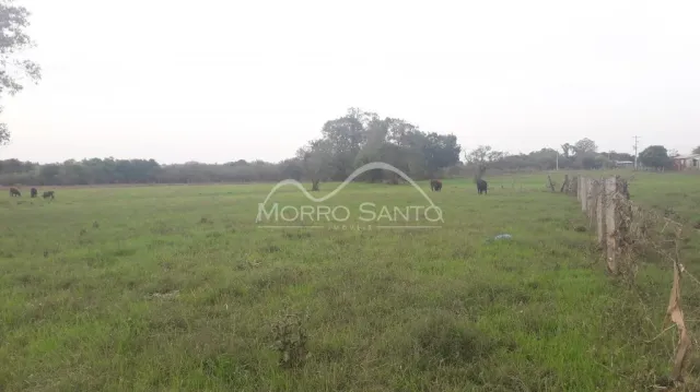 Vista de um campo aberto com vegetação verde.