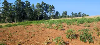 Vista de um campo de terra vermelha com vegetação rasteira.
