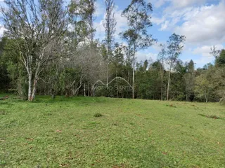 Paisagem de campo gramado com árvores altas ao fundo.