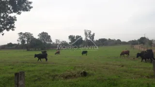 Vista de um campo aberto com vegetação e gado em Lajeado, Brasil.