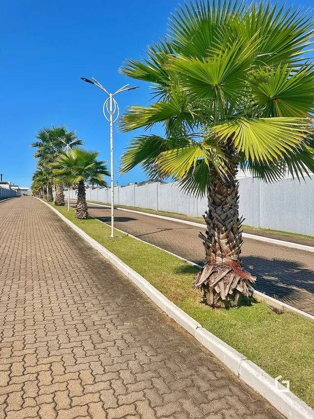 Vista da fachada de uma rua com palmeiras e gramado.