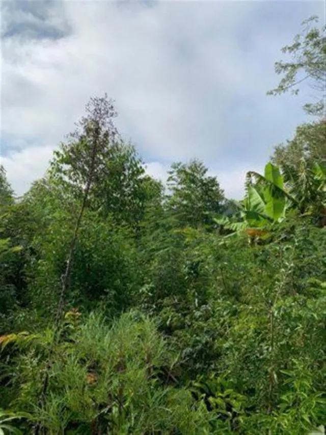 Área rural, foto 3