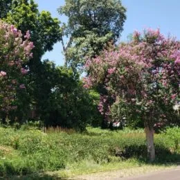 Terreno, foto 2