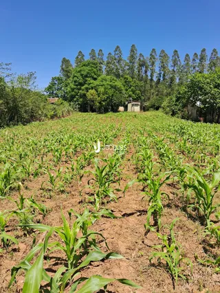 Campo de cultivo com plantas verdes em terra marrom sob céu azul.