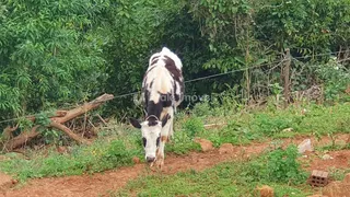 Área rural com 3 dormitórios, foto 35