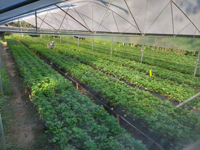 Horta cultivada sob uma estrutura de estufa.