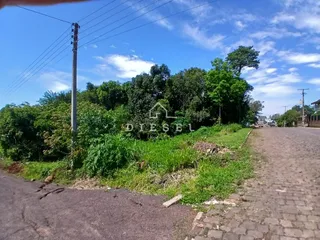 Vista da estrada com vegetação densa ao fundo
