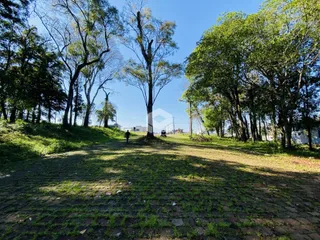 Paisagem de campo com árvores e um caminho de terra.