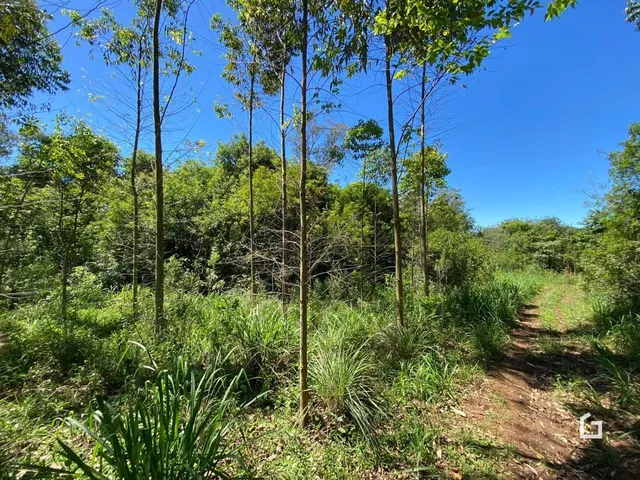 Vista de vegetação densa e caminho de terra em uma área rural.