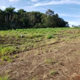 Foto de um terreno aberto com vegetação seca e árvores ao fundo.