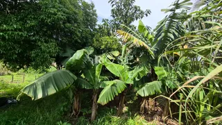 Foto de vegetação exuberante com folhas de bananeira em um ambiente externo.
