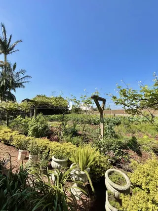 Vista de jardim com vegetação densa sob um céu azul.