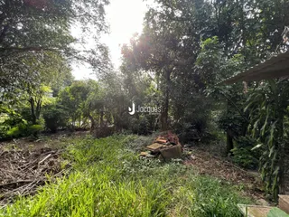 Vista externa de vegetação densa com grama e madeira no chão.