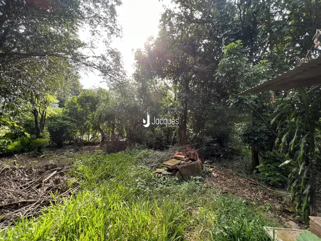 Vista externa de vegetação densa com grama e madeira no chão.