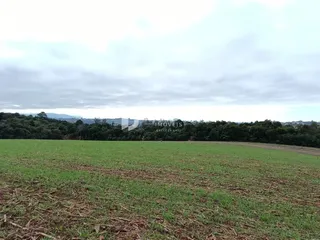 Campo verde com vegetação densa ao fundo.