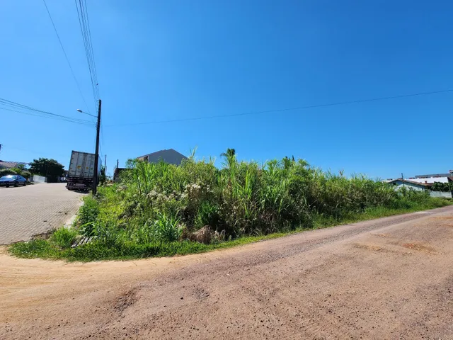 Vista de uma estrada de terra com vegetação densa ao ar livre.