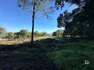 Vista de uma paisagem rural com árvores e vegetação no campo.