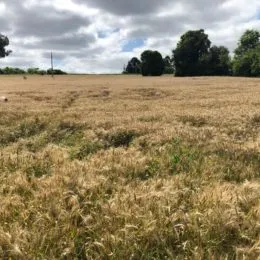 Terreno, foto 8