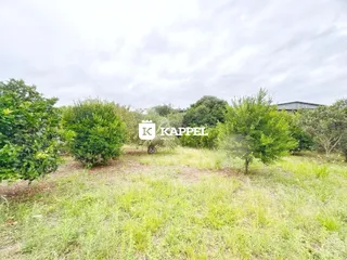 Paisagem externa mostrando grama alta e vegetação em uma propriedade.