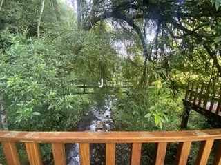 Vista da vegetação densa ao longo de um leito de rio.