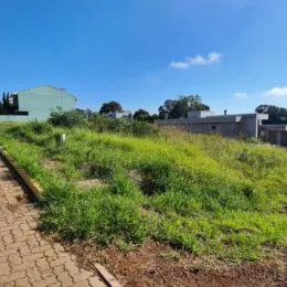Vista de vegetação alta e grama em uma área externa.
