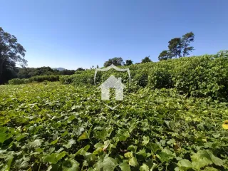 Campo verde com vegetação densa sob um céu azul.