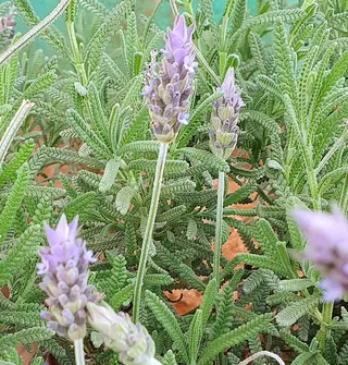 Área rural com 3 dormitórios, foto 33