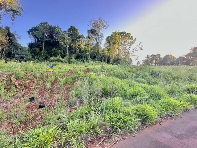 Paisagem de vegetação densa e grama alta em uma área externa.