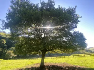 Uma paisagem de campo com uma grande árvore e cerca de madeira.