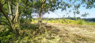 Paisagem de vegetação seca e grama alta em uma área externa da propriedade.