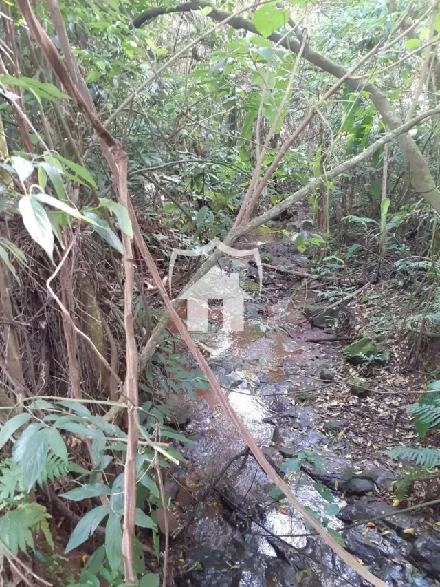 Paisagem de mata densa com um riacho passando por um terreno.