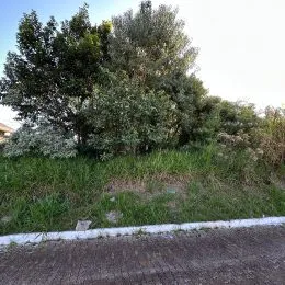 Vista externa de vegetação densa e grama ao lado de uma estrada.