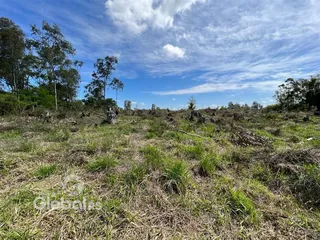 Paisagem de campo com vegetação rasteira e árvores sob um céu azul.