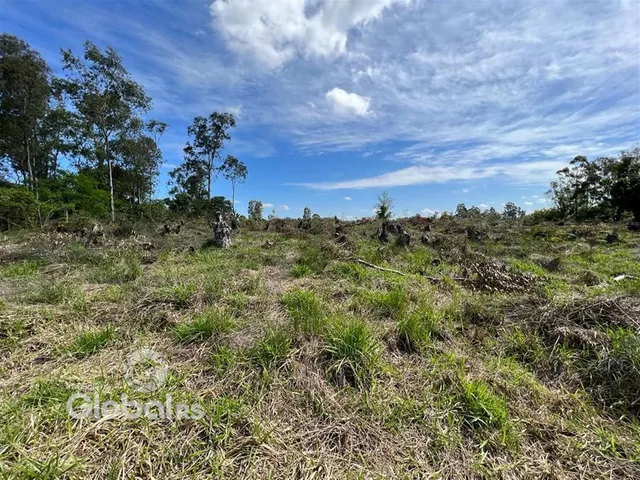 Paisagem de campo com vegetação rasteira e árvores sob um céu azul.