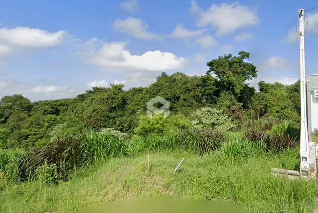 Paisagem de vegetação densa com grama alta e árvores ao fundo.