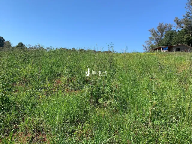 Paisagem de campo com vegetação alta em primeiro plano sob um céu azul.