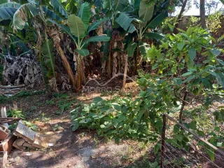 Uma foto externa mostrando vegetação densa e árvores em uma propriedade.