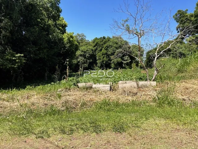 Paisagem de vegetação e grama em uma área aberta.