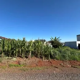 Vista externa de vegetação alta em um terreno.