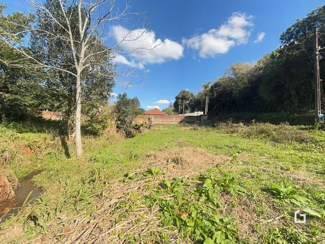 Paisagem de terreno com vegetação alta e árvores no fundo.
