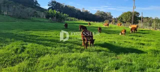 Área rural, foto 18