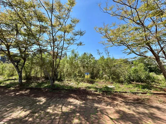 Vista da propriedade com vegetação densa e árvores.