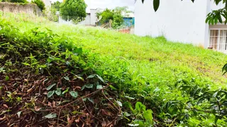 Vista externa de um terreno com vegetação densa e grama alta ao lado de uma parede branca.