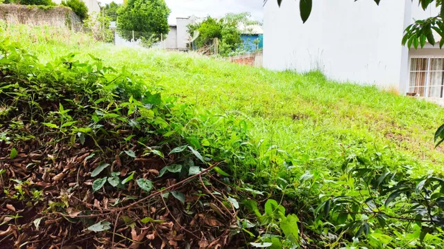 Vista externa de um terreno com vegetação densa e grama alta ao lado de uma parede branca.